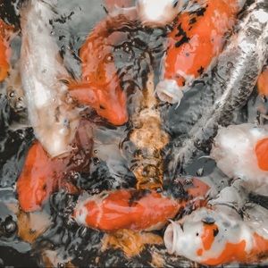 Meet your Posher, Raina